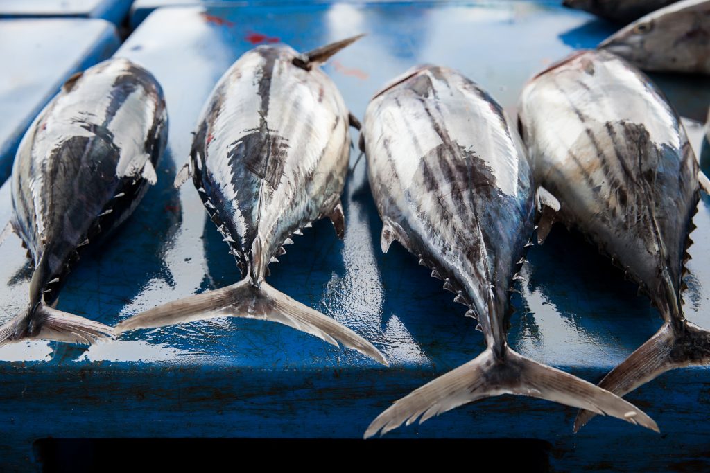 MSC - Bæredygtigt fiskeri